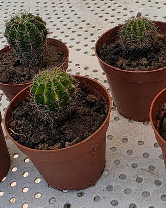 5 piante grasse