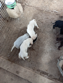 Cani da tartufo incrocio Bracco lagotto