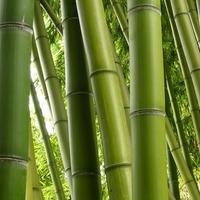 Canne di bambú giganti verdi, intere fresche