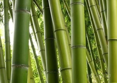 Canne di bambú giganti verdi, intere fresche