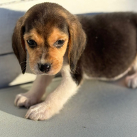 Beagle