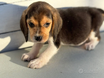Beagle