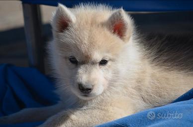 Cuccioli di siberian husky