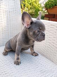 Cucciola bulldog francese esotico Lilac tan