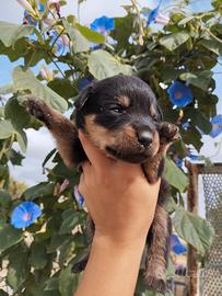 Rottweiler