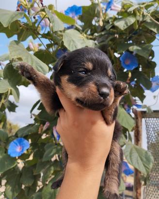 Rottweiler