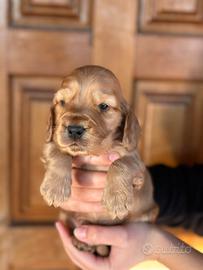 Cuccioli di cocker spaniel