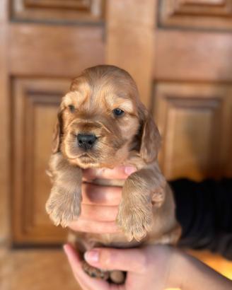 Cuccioli di cocker spaniel