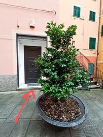 Studio dentistico a Camogli