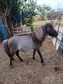 Pony
