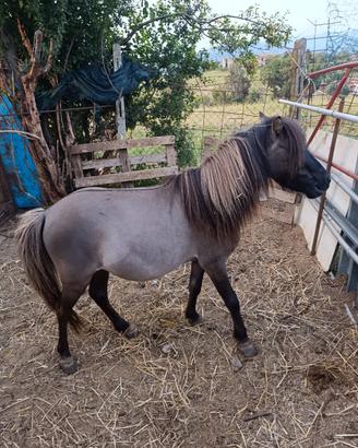 Pony
