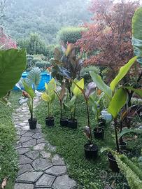 piante, musaefolia Grande, Alocasia Macro, Banano 