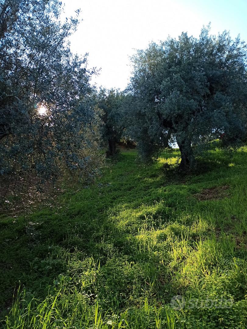 Terreno agricolo - Altro