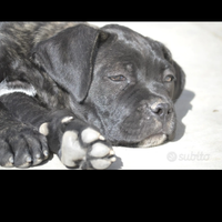 Cane corso