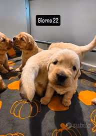 Cuccioli Golden Retriever con pedigree ENCI