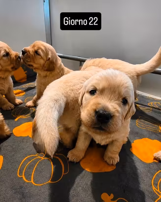 Cuccioli Golden Retriever con pedigree ENCI