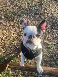 Bull dog francese