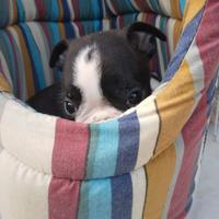 Cuccioli di boston terrier