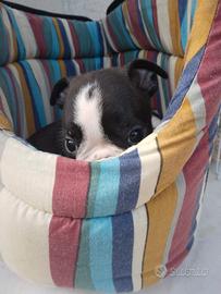 Cuccioli di boston terrier