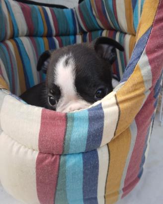 Sottobicchiere Quadrato Con Cane Boston Terrier – 9,5 Cm, Finitura Lucida, Retro In Sughero, Regalo Carino