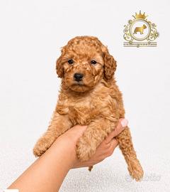 Esclusivi Barboncini Toy Red