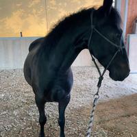 Cavalla Tolfetana di anni 6