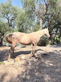 Cavalla Akhal-Teke