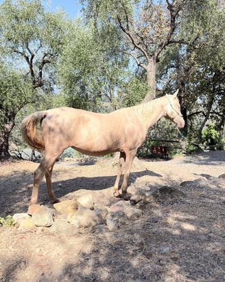 Cavalla Akhal-Teke