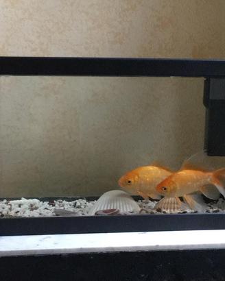 Acquario 30 lt completo di pompa ghiaia e accessor
