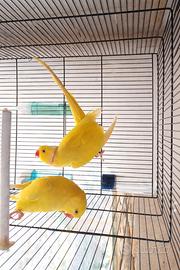 Pulli parrocchetto dal collare