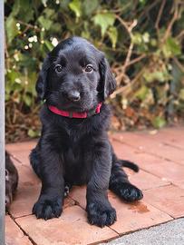 cucciolo di Flat Coated retriever