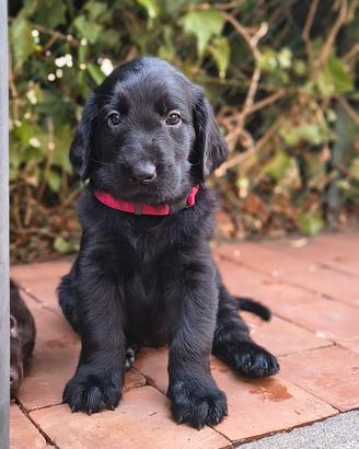 cucciolo di Flat Coated retriever
