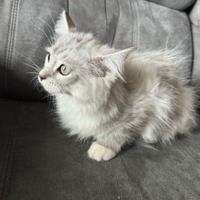 Cucciolo gatto siberiano ipoallergico