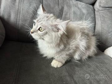 Cucciolo gatto siberiano ipoallergico