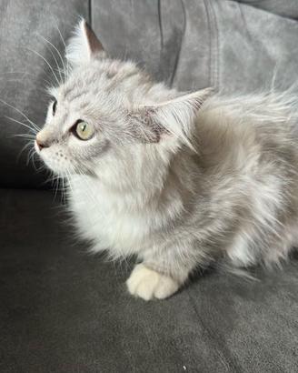 Cucciolo gatto siberiano ipoallergico