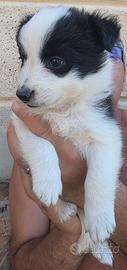 Cuccioli Border Collie