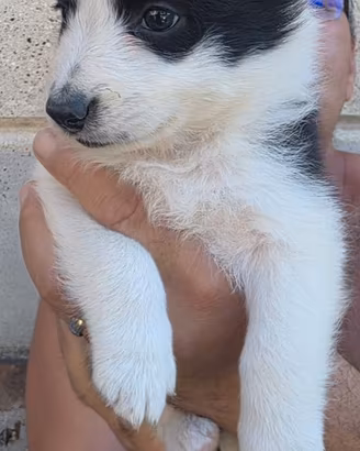 Cuccioli Border Collie