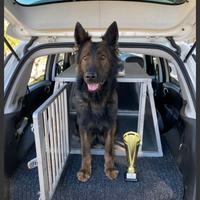 Pastore tedesco grigione a pelo lungo