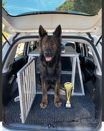 Pastore tedesco grigione a pelo lungo