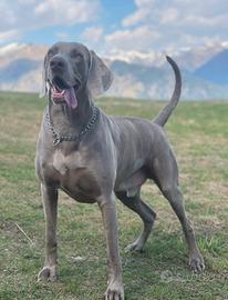 Weimaraner monta