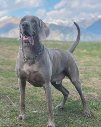 Weimaraner monta