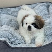 Cucciolo maschio pechinese