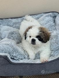 Cucciolo maschio pechinese