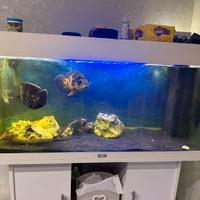 Astronotus ocellatus Oscar