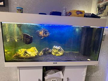 Astronotus ocellatus Oscar