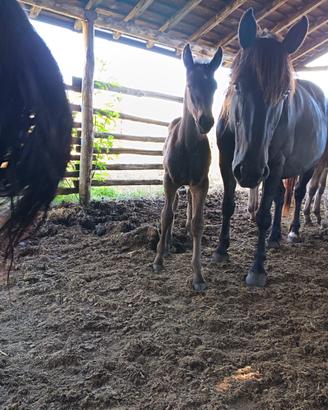 PULEDRO di Cavallo Romano della Maremma Laziale