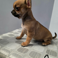 Cucciolo di Chihuahua con pedigree Enci