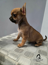 Cucciolo di Chihuahua con pedigree Enci