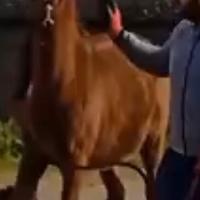 Puledra araba super pedegree