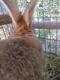 Coniglio x accoppiamento